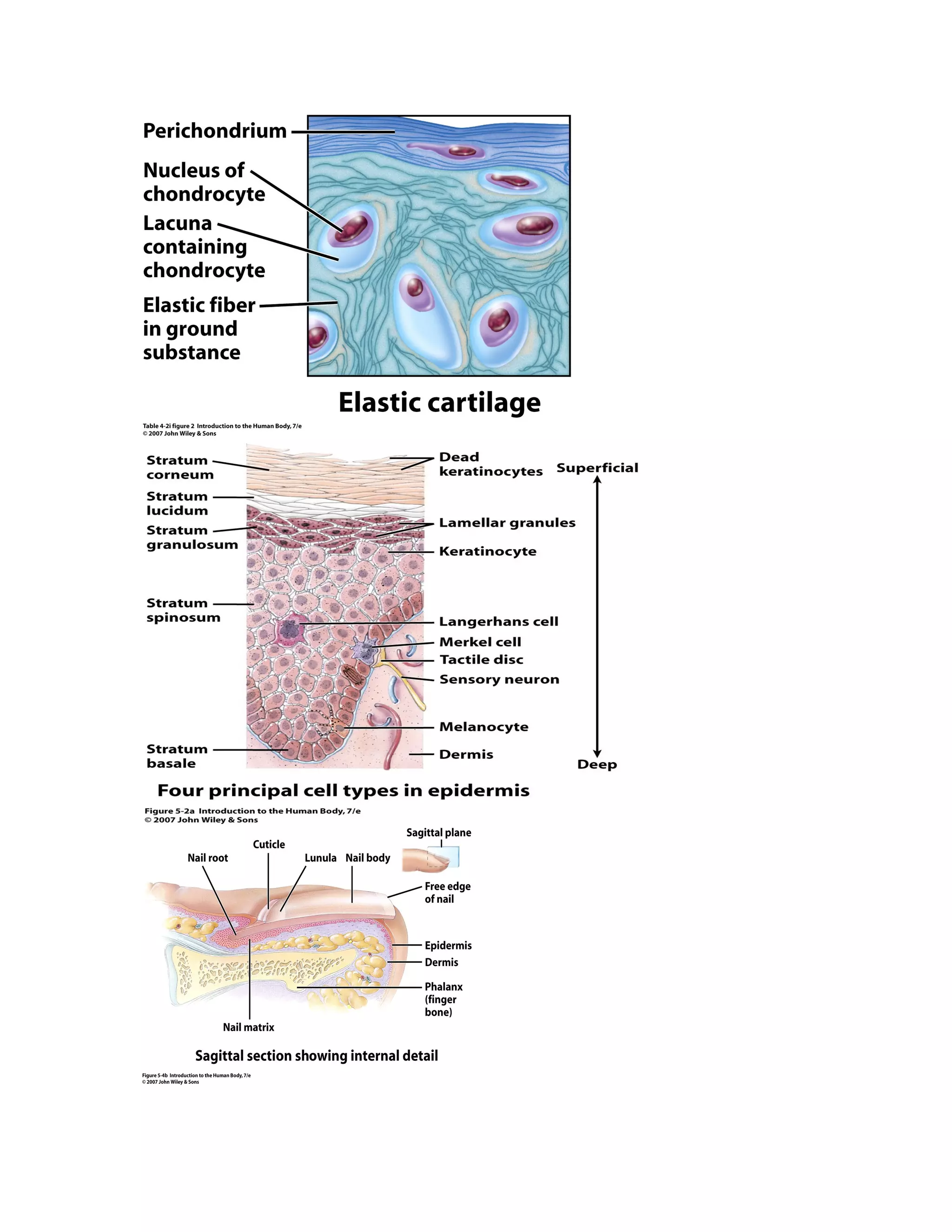 Chapter 4,5, 17 study guide
