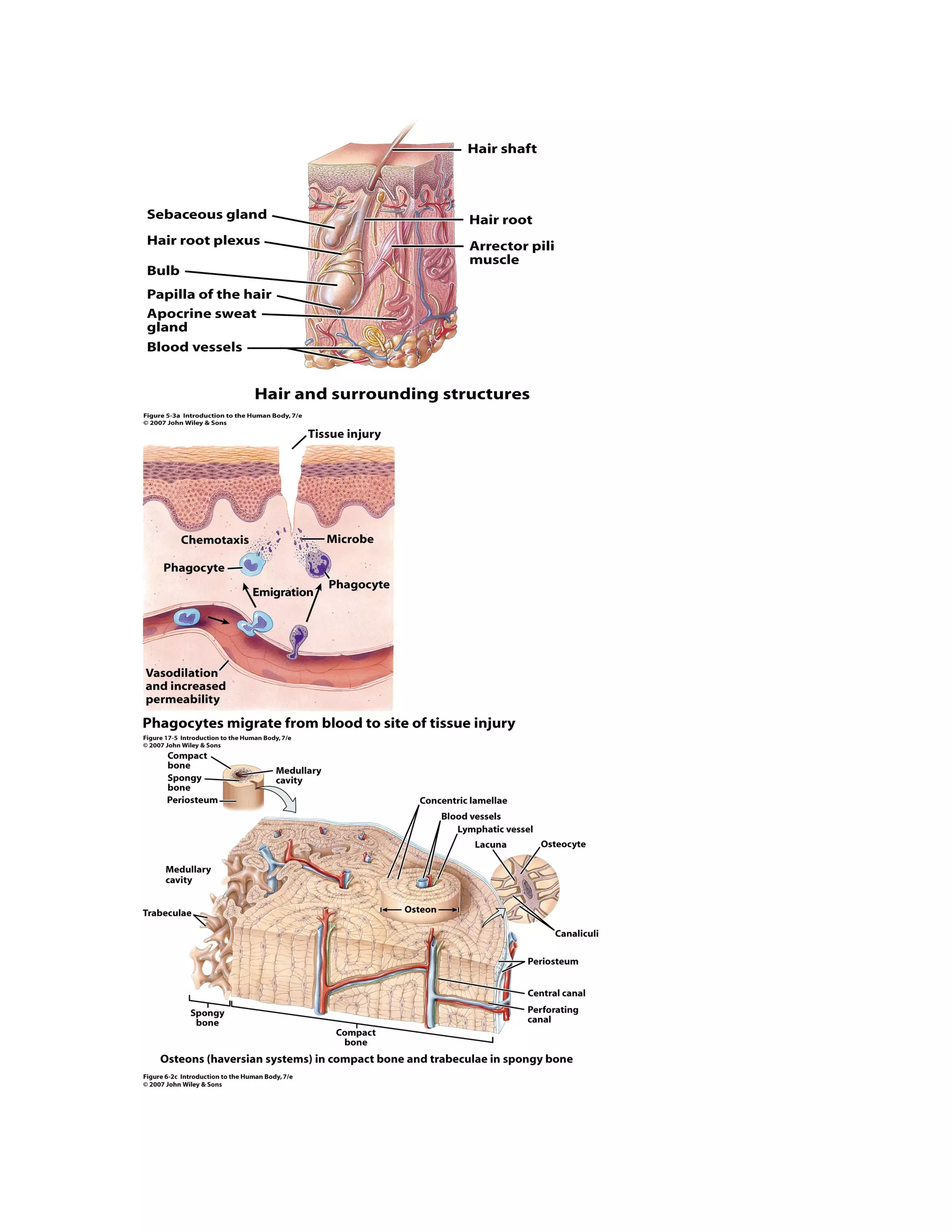 Chapter 4,5, 17 study guide