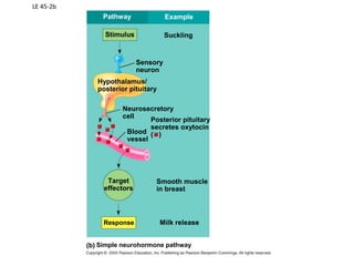Chapter 45: Hormones | PPT