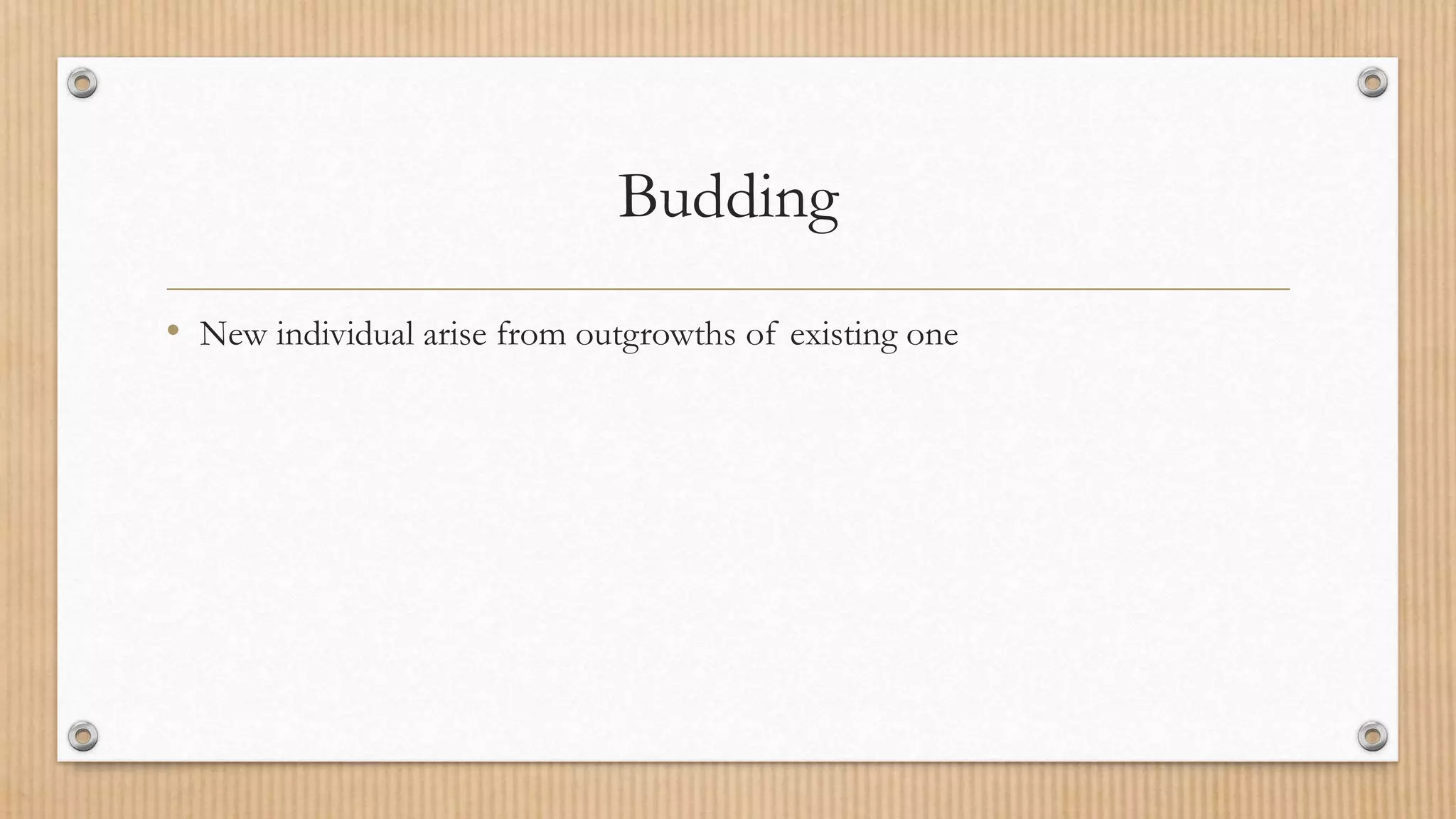 Budding
• New individual arise from outgrowths of existing one
 