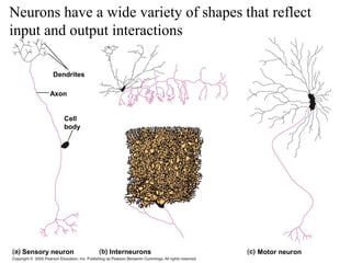 Dendrites
Cell
body
Axon
InterneuronsSensory neuron Motor neuron
Neurons have a wide variety of shapes that reflect
input and output interactions
 