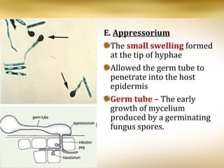 AGR 154 CHAPTER 4 - FUNGI | PPT