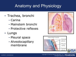 Copyright © 2016 by Pearson Education, Inc.
All Rights Reserved
Anatomy and Physiology
• Trachea, bronchi
– Carina
– Mainstem bronchi
– Protective reflexes
• Lungs
– Pleural space
– Alveolocapillary
membrane
 