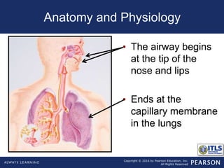 Copyright © 2016 by Pearson Education, Inc.
All Rights Reserved
• The airway begins
at the tip of the
nose and lips
• Ends at the
capillary membrane
in the lungs
Anatomy and Physiology
 
