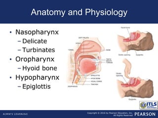 Copyright © 2016 by Pearson Education, Inc.
All Rights Reserved
Anatomy and Physiology
• Nasopharynx
– Delicate
– Turbinates
• Oropharynx
– Hyoid bone
• Hypopharynx
– Epiglottis
 