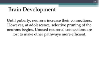 Brain Development Until puberty, neurons increase their connections. However, at adolescence, selective pruning of the neurons begins. Unused neuronal connections are lost to make other pathways more efficient. 