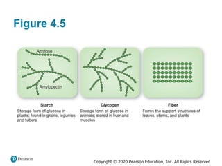 Copyright © 2020 Pearson Education, Inc. All Rights Reserved
Figure 4.5
 