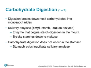 Copyright © 2020 Pearson Education, Inc. All Rights Reserved
Carbohydrate Digestion (1 of 6)
• Digestion breaks down most carbohydrates into
monosaccharides
• Salivary amylase (amyl- starch, -ase an enzyme)
– Enzyme that begins starch digestion in the mouth
– Breaks starches down to maltose
• Carbohydrate digestion does not occur in the stomach
– Stomach acids inactivate salivary amylase
 