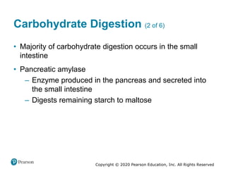 Copyright © 2020 Pearson Education, Inc. All Rights Reserved
Carbohydrate Digestion (2 of 6)
• Majority of carbohydrate digestion occurs in the small
intestine
• Pancreatic amylase
– Enzyme produced in the pancreas and secreted into
the small intestine
– Digests remaining starch to maltose
 