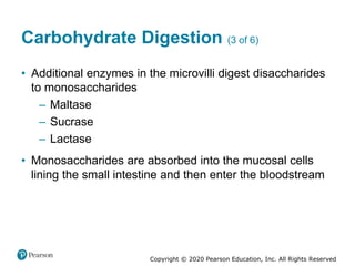 Copyright © 2020 Pearson Education, Inc. All Rights Reserved
Carbohydrate Digestion (3 of 6)
• Additional enzymes in the microvilli digest disaccharides
to monosaccharides
– Maltase
– Sucrase
– Lactase
• Monosaccharides are absorbed into the mucosal cells
lining the small intestine and then enter the bloodstream
 