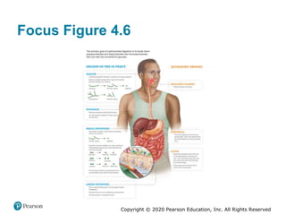 Copyright © 2020 Pearson Education, Inc. All Rights Reserved
Focus Figure 4.6
 