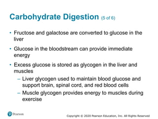 Copyright © 2020 Pearson Education, Inc. All Rights Reserved
Carbohydrate Digestion (5 of 6)
• Fructose and galactose are converted to glucose in the
liver
• Glucose in the bloodstream can provide immediate
energy
• Excess glucose is stored as glycogen in the liver and
muscles
– Liver glycogen used to maintain blood glucose and
support brain, spinal cord, and red blood cells
– Muscle glycogen provides energy to muscles during
exercise
 
