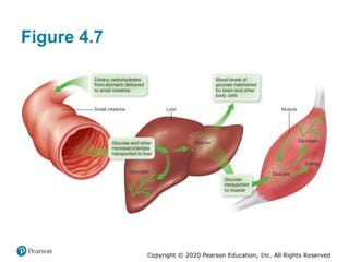 Copyright © 2020 Pearson Education, Inc. All Rights Reserved
Figure 4.7
 