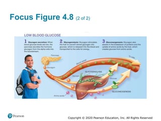 Copyright © 2020 Pearson Education, Inc. All Rights Reserved
Focus Figure 4.8 (2 of 2)
 