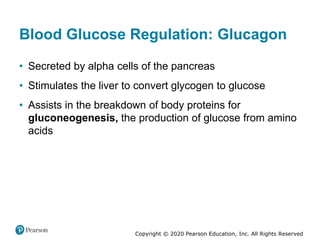 Copyright © 2020 Pearson Education, Inc. All Rights Reserved
Blood Glucose Regulation: Glucagon
• Secreted by alpha cells of the pancreas
• Stimulates the liver to convert glycogen to glucose
• Assists in the breakdown of body proteins for
gluconeogenesis, the production of glucose from amino
acids
 