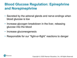 Copyright © 2020 Pearson Education, Inc. All Rights Reserved
Blood Glucose Regulation: Epinephrine
and Norepinephrine
• Secreted by the adrenal glands and nerve endings when
blood glucose is low
• Increase glycogen breakdown in the liver, releasing
glucose into the blood
• Increase gluconeogenesis
• Responsible for our “fight-or-flight” reactions to danger
 