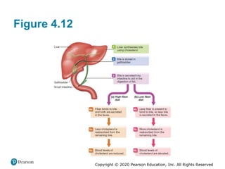 Copyright © 2020 Pearson Education, Inc. All Rights Reserved
Figure 4.12
 