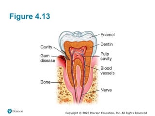 Copyright © 2020 Pearson Education, Inc. All Rights Reserved
Figure 4.13
 