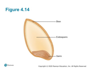 Copyright © 2020 Pearson Education, Inc. All Rights Reserved
Figure 4.14
 