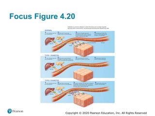 Copyright © 2020 Pearson Education, Inc. All Rights Reserved
Focus Figure 4.20
 