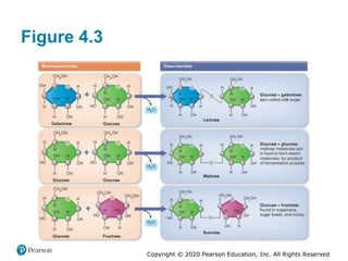 Copyright © 2020 Pearson Education, Inc. All Rights Reserved
Figure 4.3
 