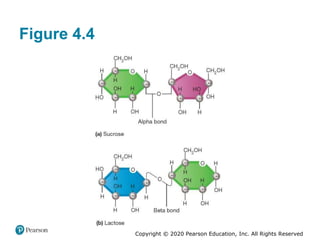 Copyright © 2020 Pearson Education, Inc. All Rights Reserved
Figure 4.4
 