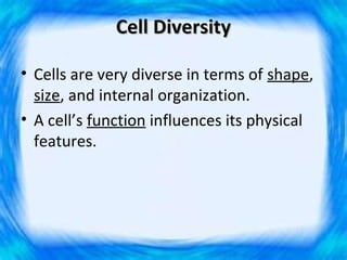 Cell Diversity

• Cells are very diverse in terms of shape,
  size, and internal organization.
• A cell’s function influences its physical
  features.
 