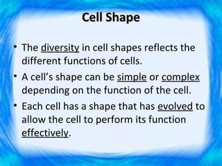 Cell Shape

• The diversity in cell shapes reflects the
  different functions of cells.
• A cell’s shape can be simple or complex
  depending on the function of the cell.
• Each cell has a shape that has evolved to
  allow the cell to perform its function
  effectively.
 