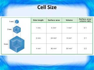 Cell Size
 