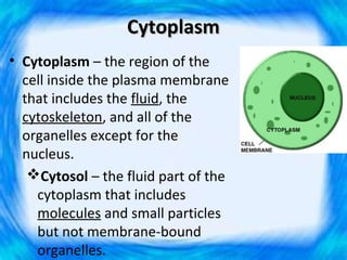 Cytoplasm
• Cytoplasm – the region of the
  cell inside the plasma membrane
  that includes the fluid, the
  cytoskeleton, and all of the
  organelles except for the
  nucleus.
   Cytosol – the fluid part of the
    cytoplasm that includes
    molecules and small particles
    but not membrane-bound
    organelles.
 