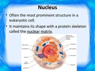 Nucleus
• Often the most prominent structure in a
  eukaryotic cell.
• It maintains its shape with a protein skeleton
  called the nuclear matrix.
 
