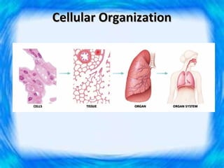 Cellular Organization
 