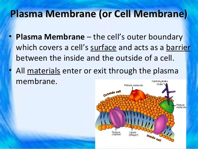 Chapter 4 - Cells