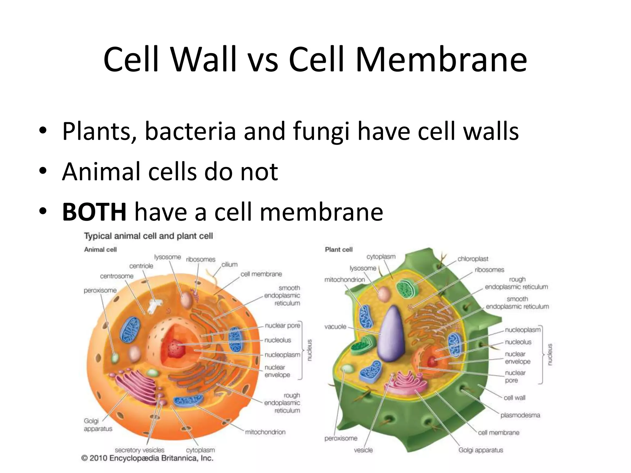 Chapter 4 cell structure | PPTX