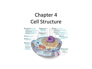 Chapter 4
Cell Structure
 