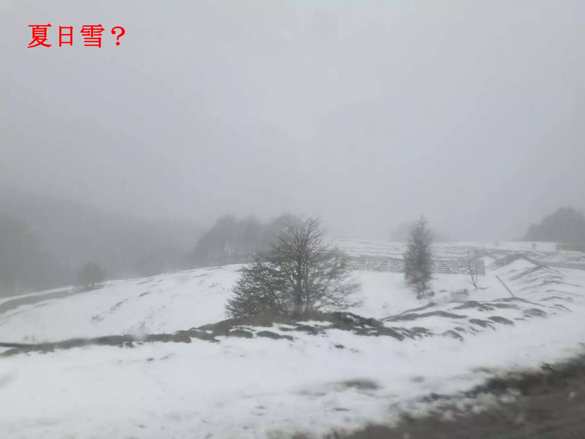 夏日雪？
 