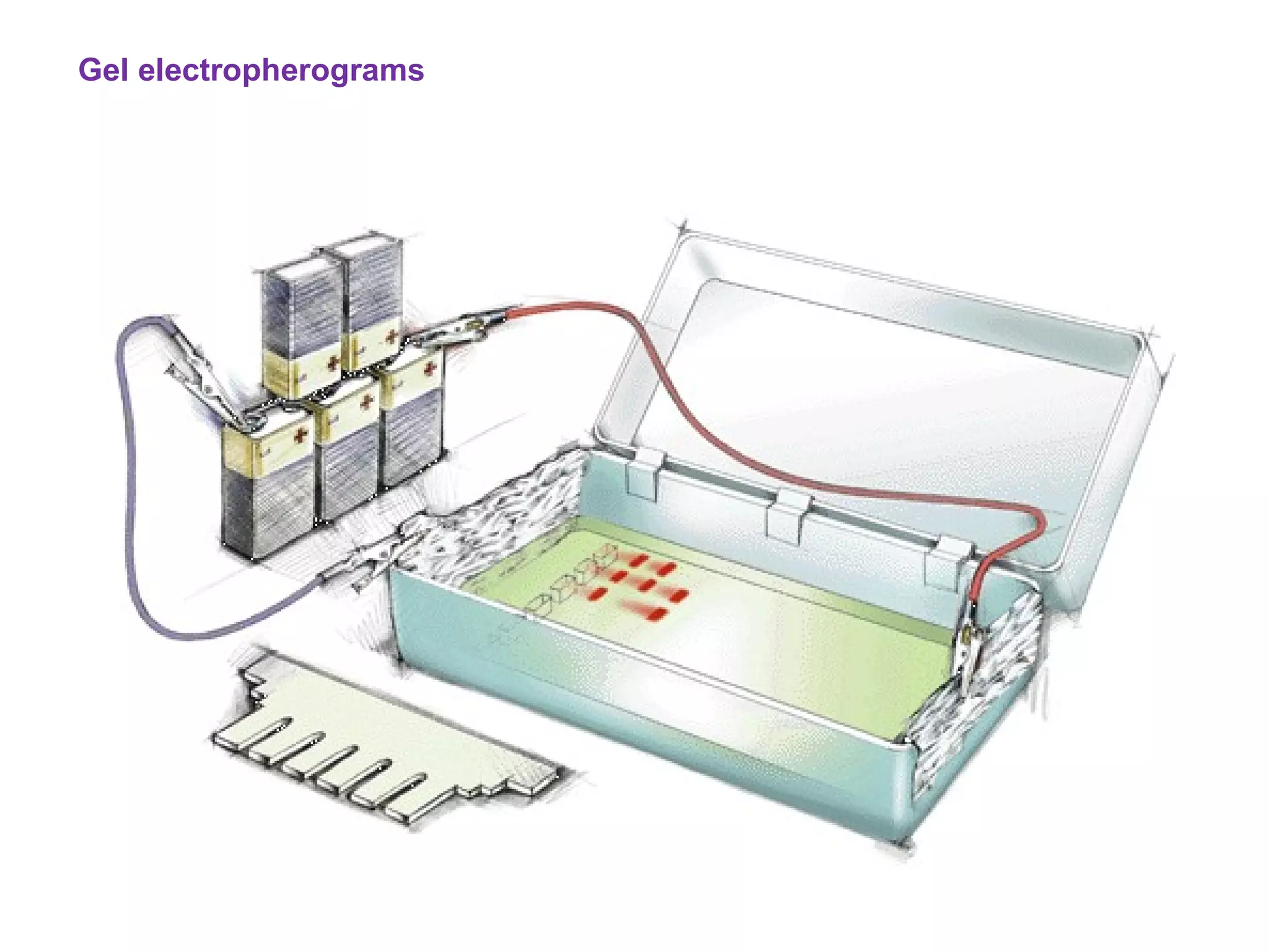Gel electropherograms  