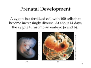 10
Prenatal Development
A zygote is a fertilized cell with 100 cells that
become increasingly diverse. At about 14 days
the zygote turns into an embryo (a and b).
LennartNilsson/AlbertBonniersPublishingCompany
BiophotoAssociates/PhotoResearchers,Inc.
 