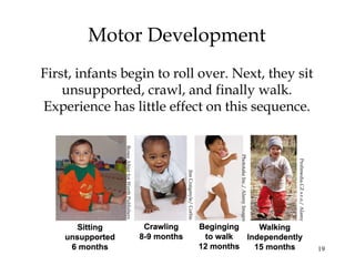 19
Motor Development
First, infants begin to roll over. Next, they sit
unsupported, crawl, and finally walk.
Experience has little effect on this sequence.
ReneeAltierforWorthPublishers
JimCraigmyle/Corbis
PhototakeInc./AlamyImages
Profimedia.CZs.r.o./Alamy
 