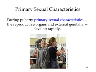 55
Primary Sexual Characteristics
During puberty primary sexual characteristics —
the reproductive organs and external genitalia —
develop rapidly.
EllenSenisi/TheImageWorks
 