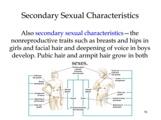 56
Secondary Sexual Characteristics
Also secondary sexual characteristics—the
nonreproductive traits such as breasts and hips in
girls and facial hair and deepening of voice in boys
develop. Pubic hair and armpit hair grow in both
sexes.
 