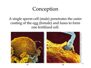 9
Conception
A single sperm cell (male) penetrates the outer
coating of the egg (female) and fuses to form
one fertilized cell.
LennartNilsson/AlbertBonniersPublishingCompany
LennartNilsson/AlbertBonniersPublishingCompany
 
