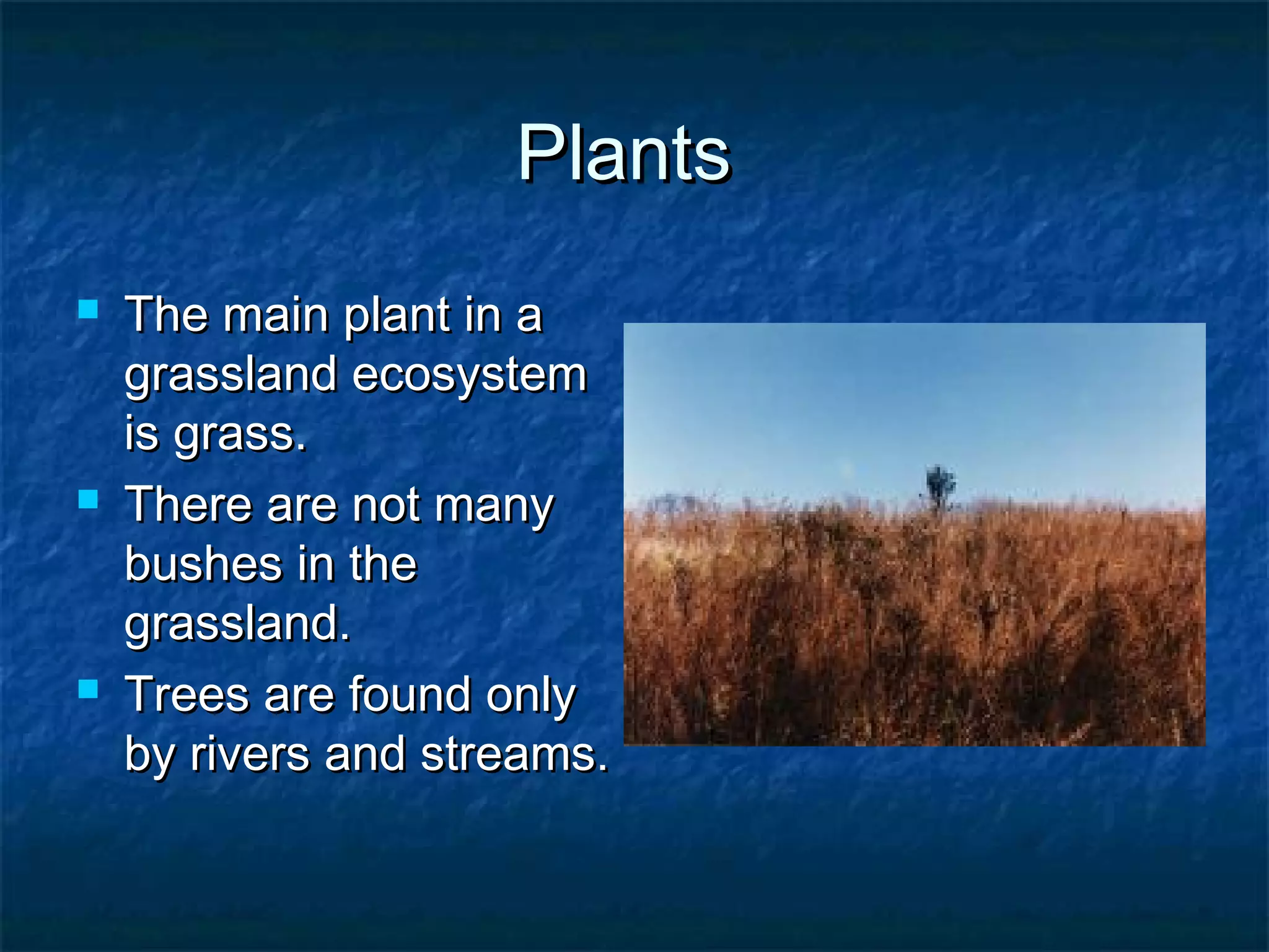 PlantsPlants
 The main plant in aThe main plant in a
grassland ecosystemgrassland ecosystem
is grass.is grass.
 There are not manyThere are not many
bushes in thebushes in the
grassland.grassland.
 Trees are found onlyTrees are found only
by rivers and streams.by rivers and streams.
 