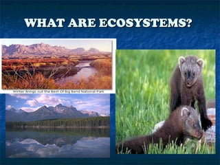 WHAT ARE ECOSYSTEMS?WHAT ARE ECOSYSTEMS?
 