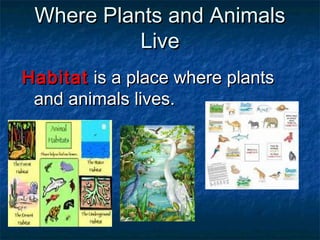 Where Plants and AnimalsWhere Plants and Animals
LiveLive
HabitatHabitat is a place where plantsis a place where plants
and animals lives.and animals lives.
 