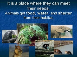 It is a place where they can meetIt is a place where they can meet
their needs.their needs.
Animals getAnimals get foodfood,, waterwater, and, and sheltershelter
from their habitat,from their habitat,
 