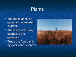 PlantsPlants
 The main plant in aThe main plant in a
grassland ecosystemgrassland ecosystem
is grass.is grass.
 There are not manyThere are not many
bushes in thebushes in the
grassland.grassland.
 Trees are found onlyTrees are found only
by rivers and streams.by rivers and streams.
 