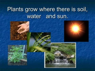 Plants grow where there is soil,Plants grow where there is soil,
waterwater and sun.and sun.
 