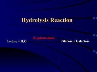Hydrolysis Reaction

                β-galactosidase
Lactose + H2O                     Glucose + Galactose
 