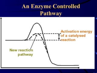 An Enzyme Controlled
      Pathway
 